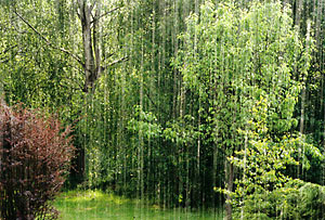 Pluie sur le jardin