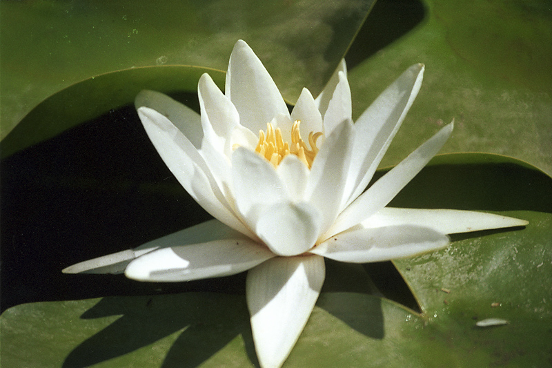 Nnuphar