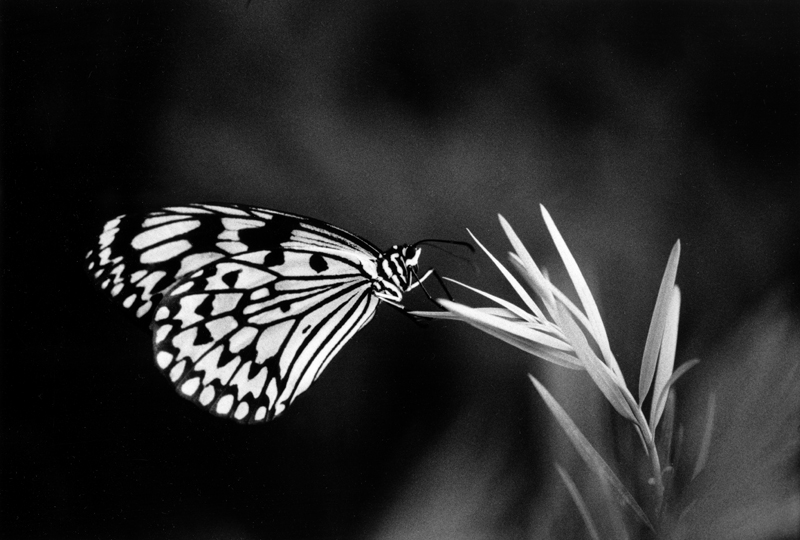 Papillon 1