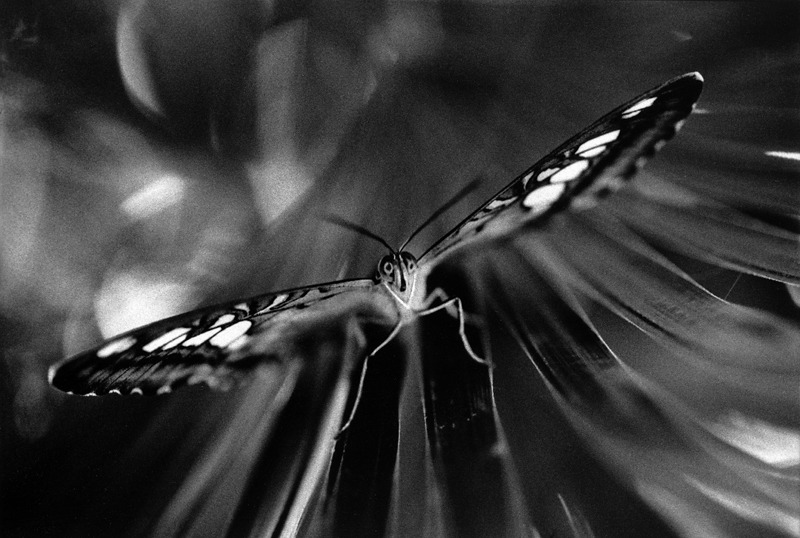 Papillon 2