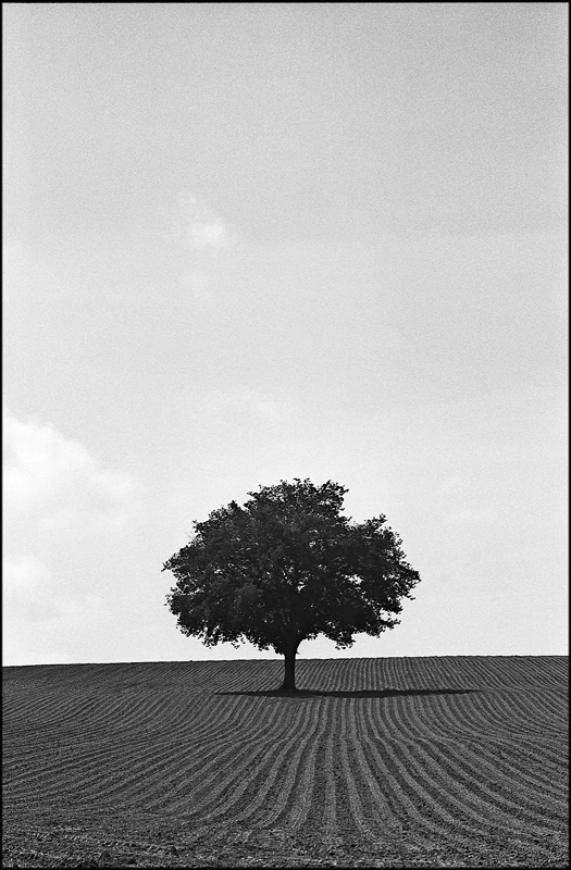 L'arbre