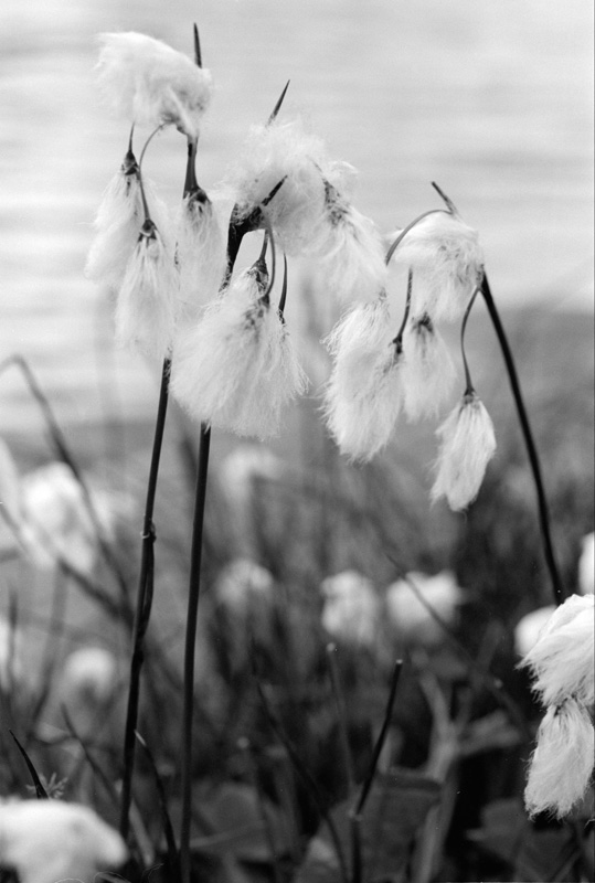 Linaigrettes, fleurs des lacs (Hautes-Alpes)