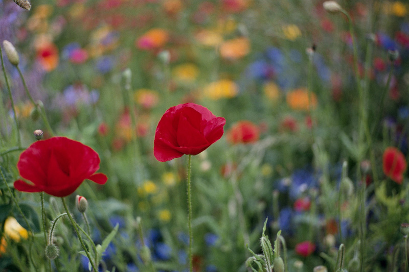 Coquelicots