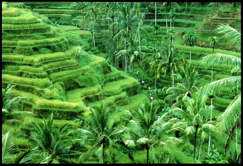 Bali, rizire