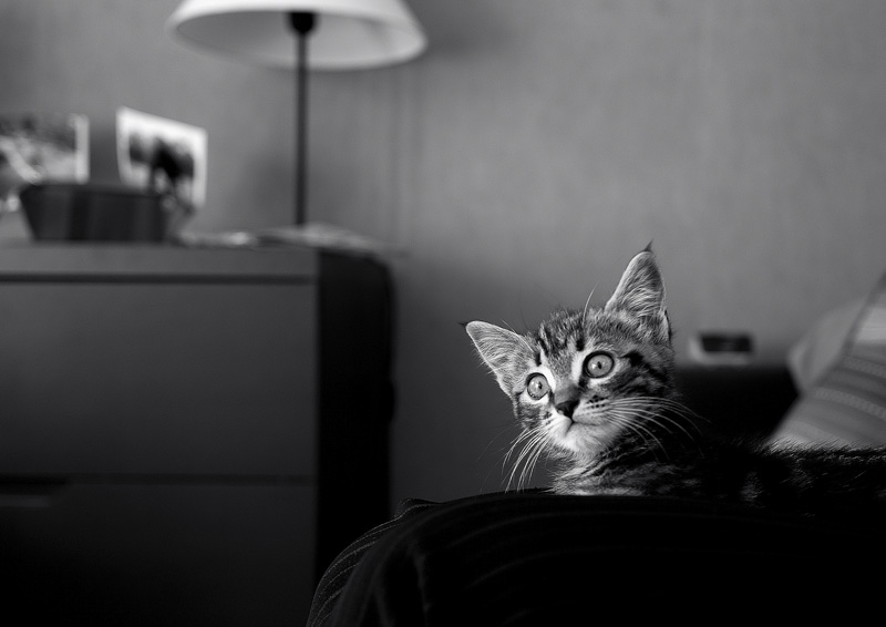 Myrtille, petite chatte