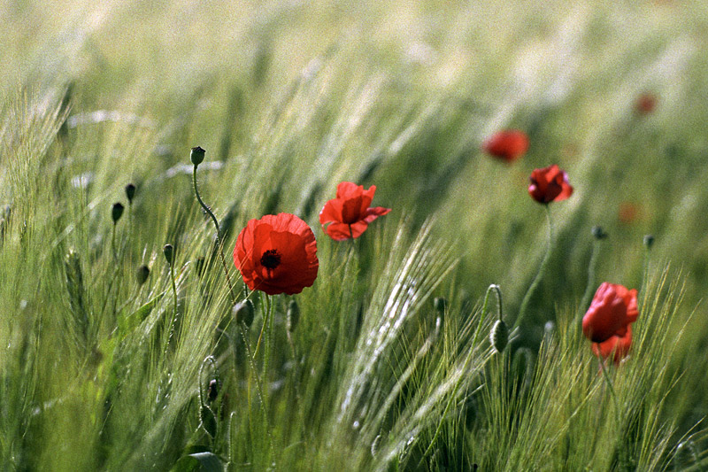 Coquelicots