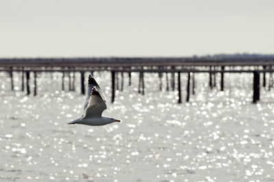 Mouette sur l'tang de Thau