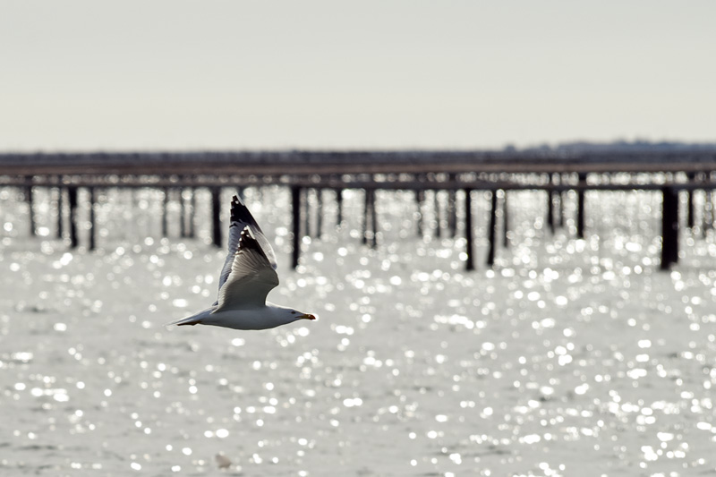 Mouette sur l'tang de Thau