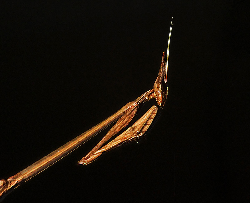Recueillement