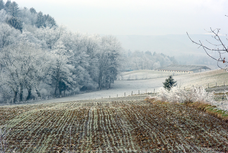 Matin d'hivers