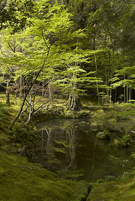 Temple des mousses, ou kokedera, au printemps, Kyoto (Japon)