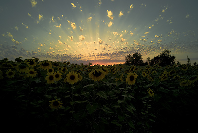 Coucher de soleils, Echebrune, Charente Maritime