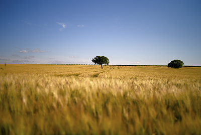 Bls et noyers, Echebrune, Charente Maritime