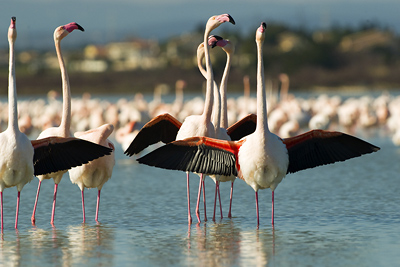 Flamants roses