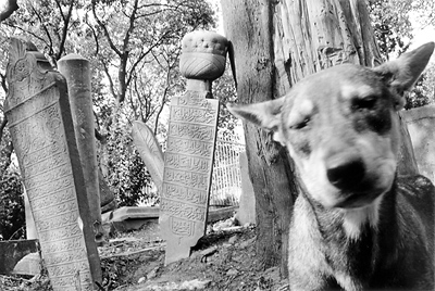 Chien errant au cimetire dEyp, Istanbul, 2008.