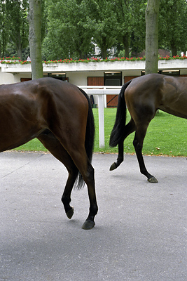 Les belles de Saint-Cloud