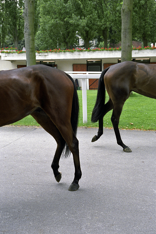 Les belles de Saint-Cloud