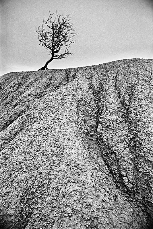 Arbre, 1er janvier 2009