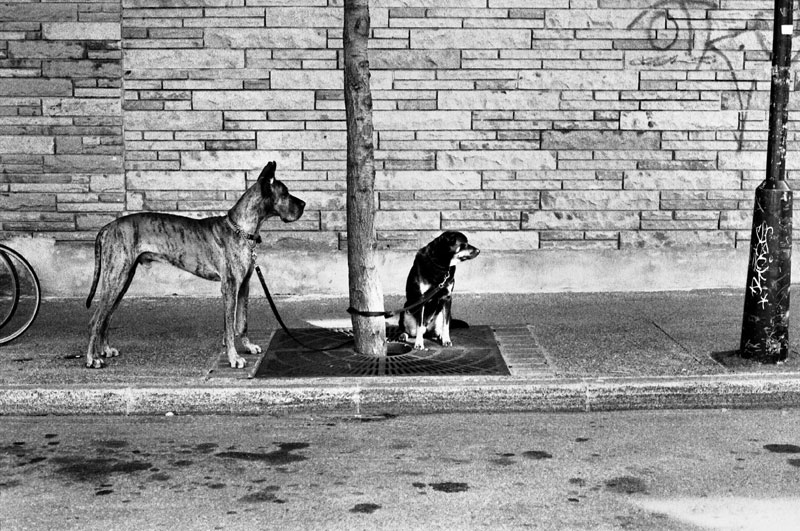 Chiens