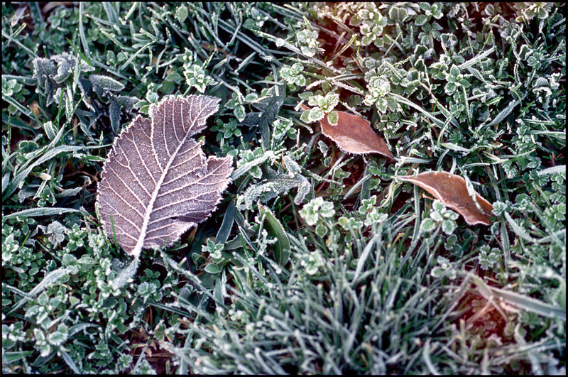 Feuille givre