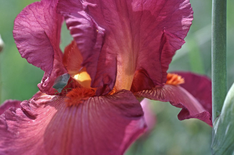Punaise sur iris