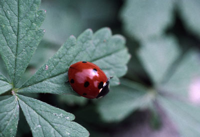 Coccinelle