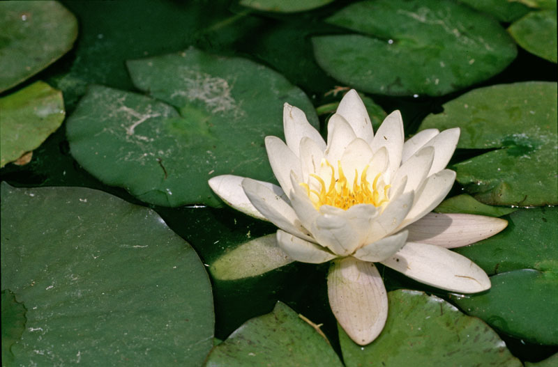 Nnuphar