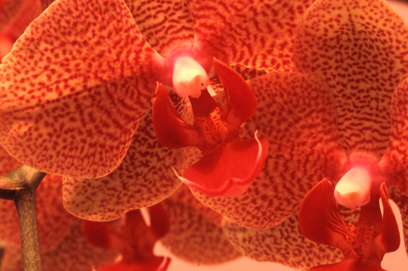 Phalaenopsis
