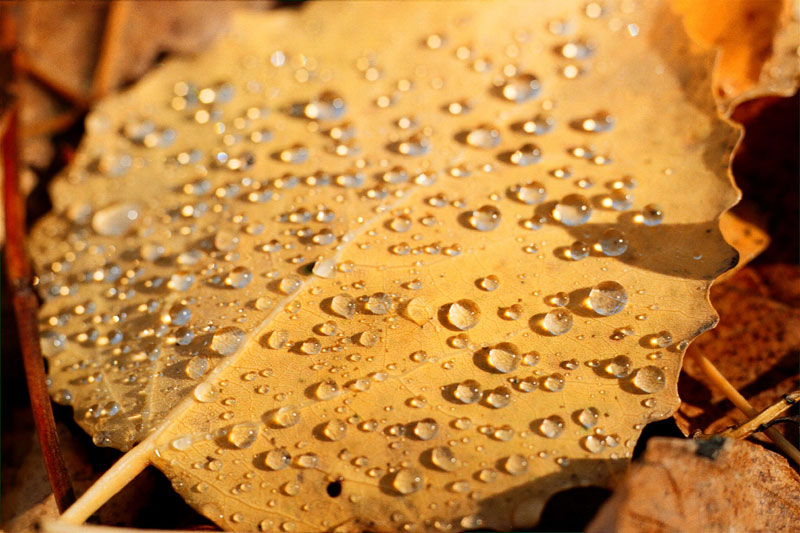 Rose matinale sur une feuille de bouleau