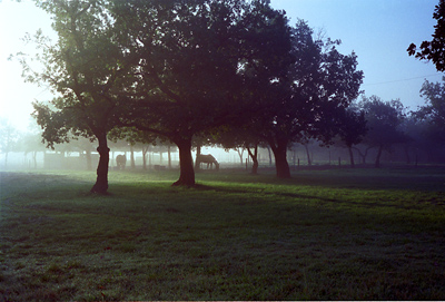 Matin brumeux