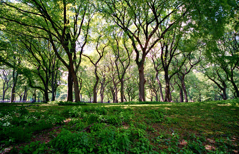 Central Park