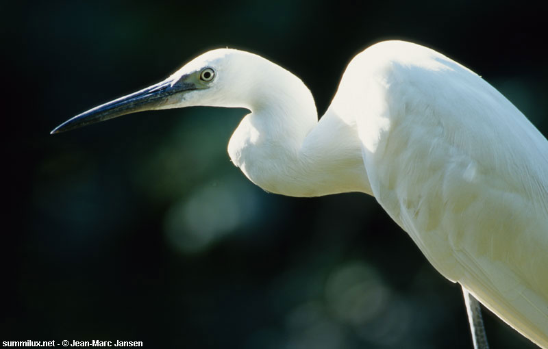 Aigrette
