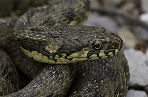 Un petit carnivoremais un gros apptit