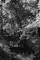Un pont en bois d'arbre perdu dans la fort