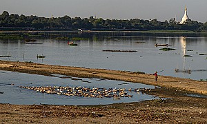 "Troupeau" de canards suivant son "berger".