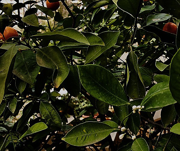 Mon oranger en fleurs...