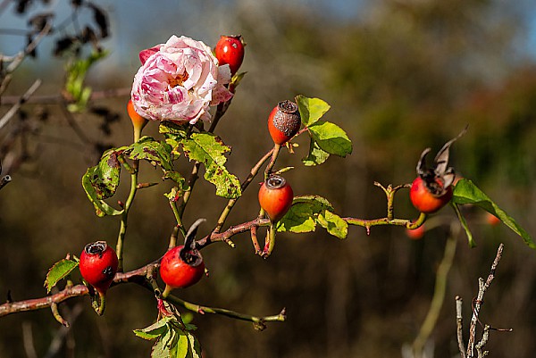 La dernire rose