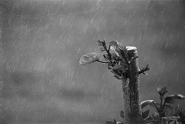 Enfin la pluie !
