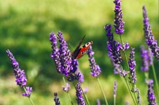 Papillon sur de la lavande (Tarn, France)